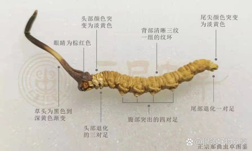 炎宁片的功效与作用专区_炎宁胶囊价格表及图片专区_炎宁胶囊价格表网